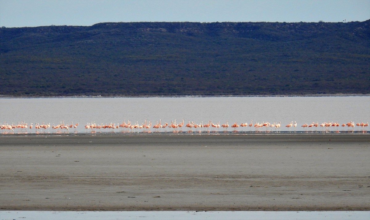 Chilean Flamingo - ML64214621