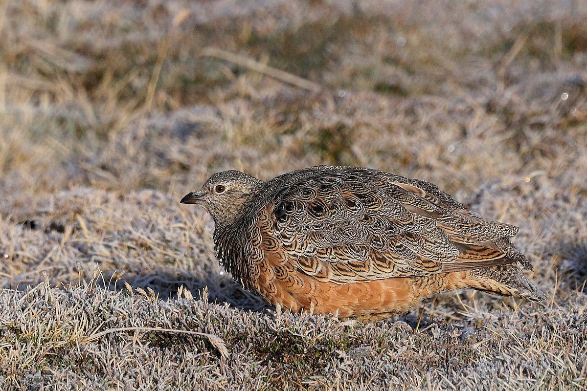 Rufous-bellied Seedsnipe - ML642146214