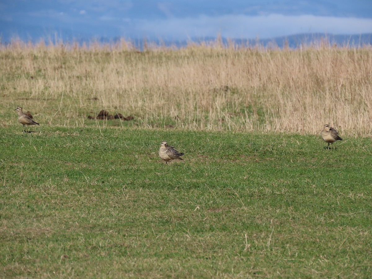 Eurasian Dotterel - ML642146215