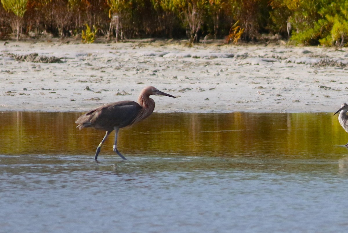 アカクロサギ - ML642146219