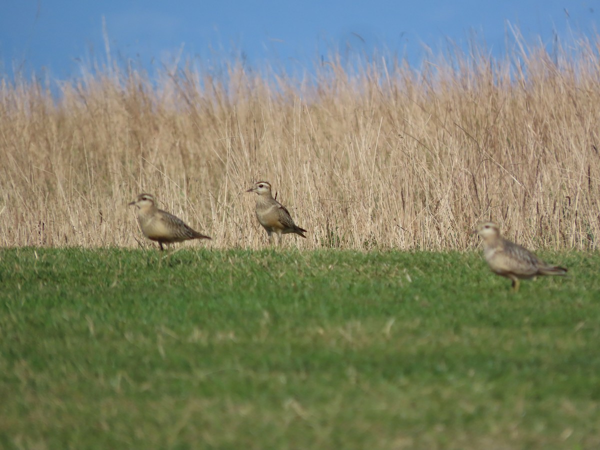 Eurasian Dotterel - ML642146220