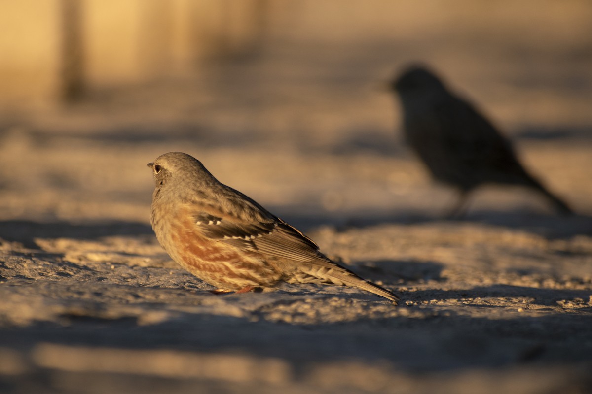 Alpine Accentor - ML642146223