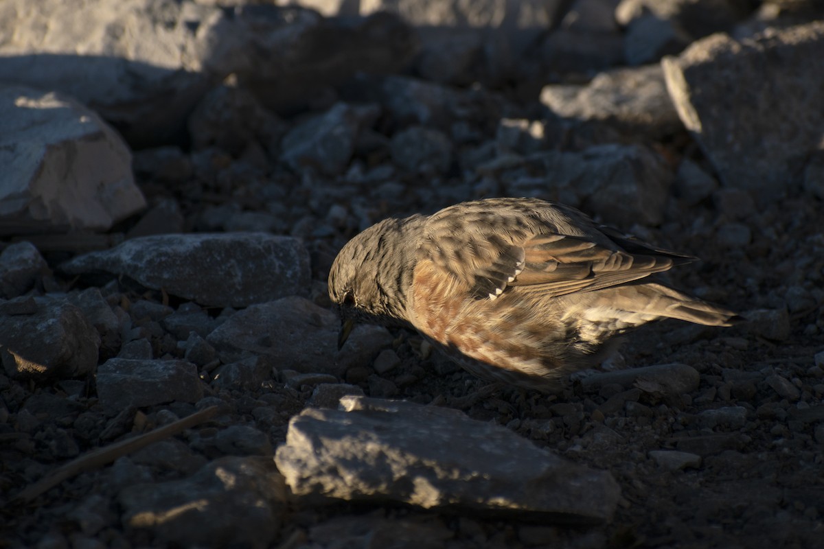 Alpine Accentor - ML642146225