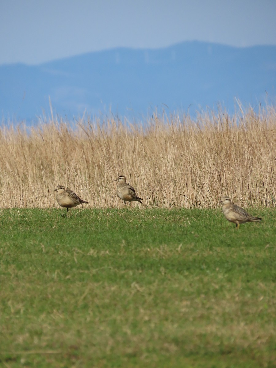 Eurasian Dotterel - ML642146226
