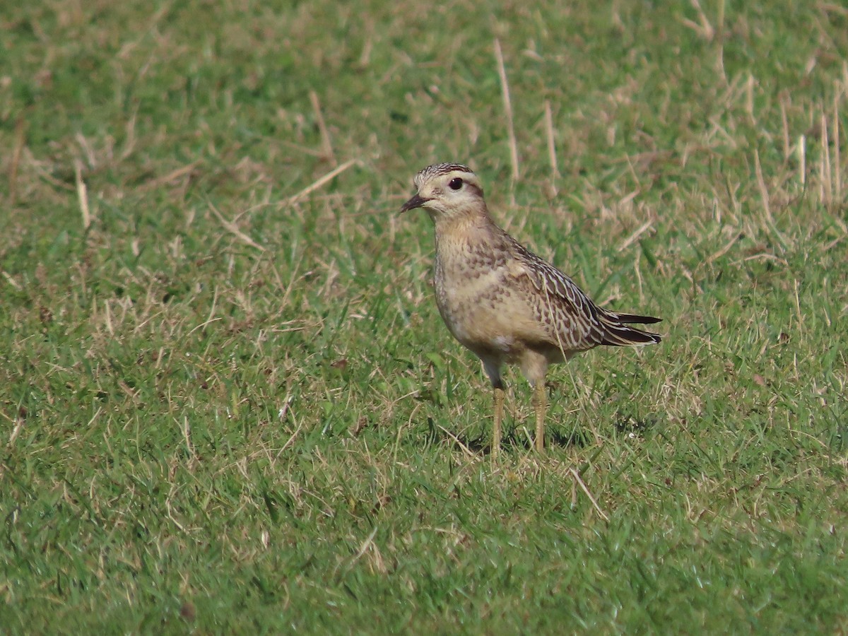 Eurasian Dotterel - ML642146231