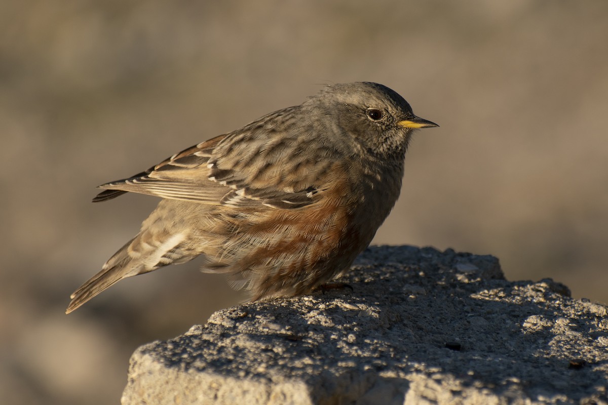 Alpine Accentor - ML642146233