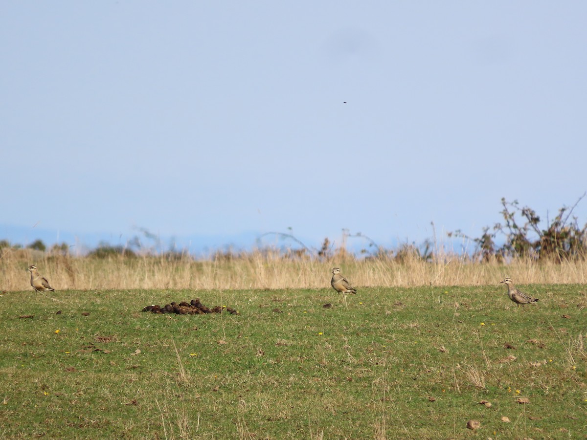 Eurasian Dotterel - ML642146234