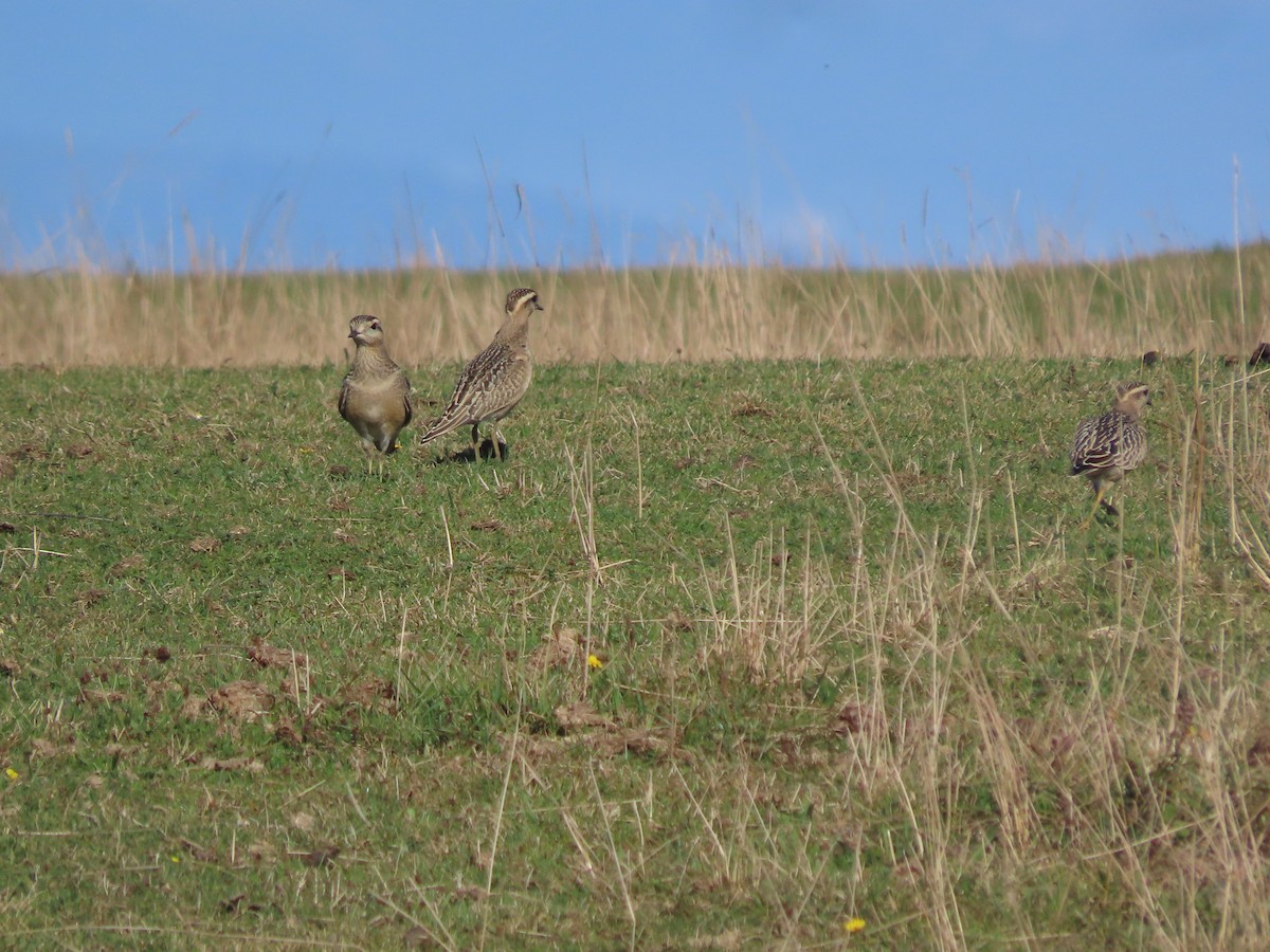 Eurasian Dotterel - ML642146237