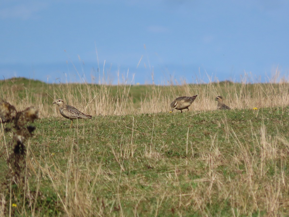 Eurasian Dotterel - ML642146241
