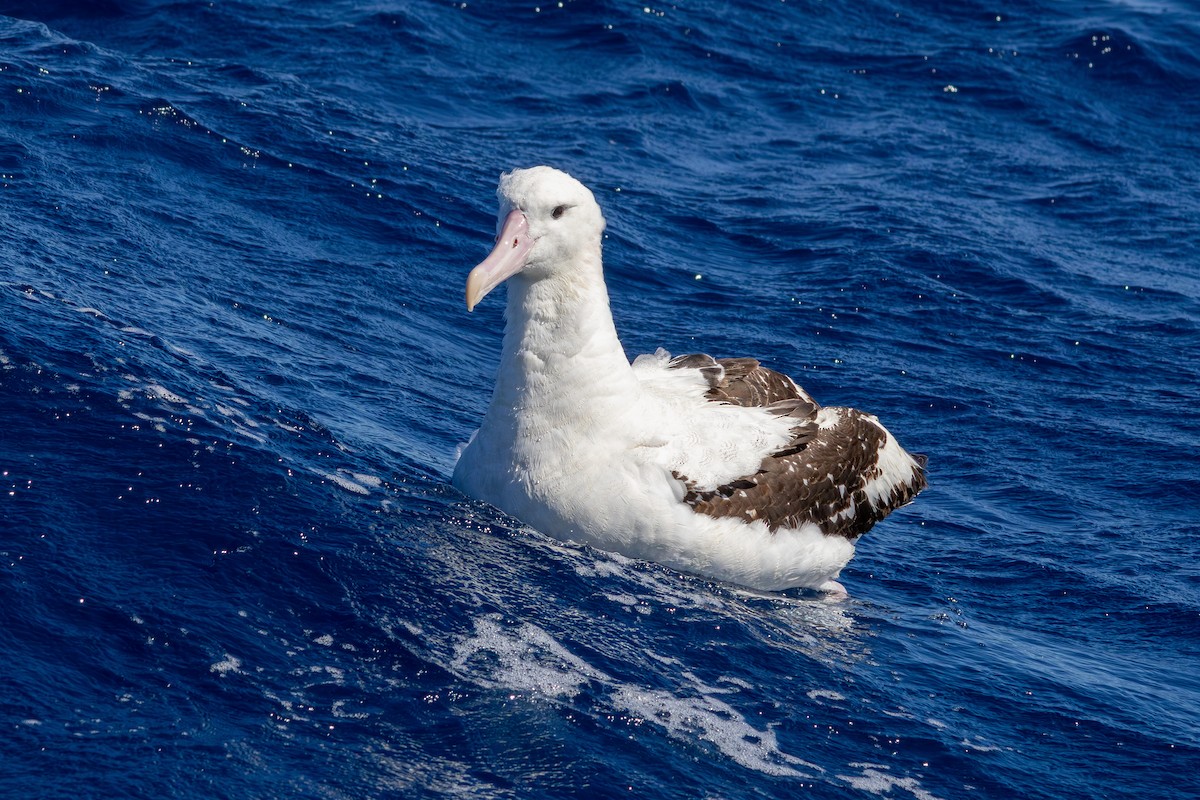 Antipodean Albatross (gibsoni) - ML642146242