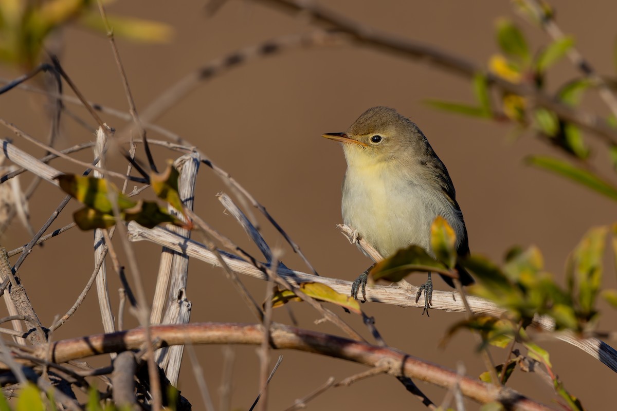 Icterine Warbler - ML642146257