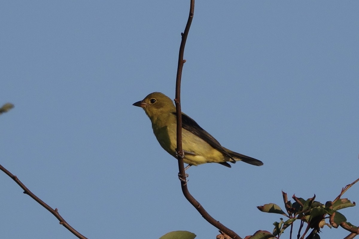 Scarlet Tanager - ML642146258