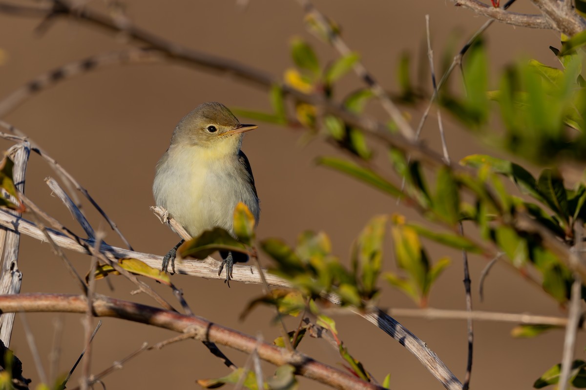 Icterine Warbler - ML642146259