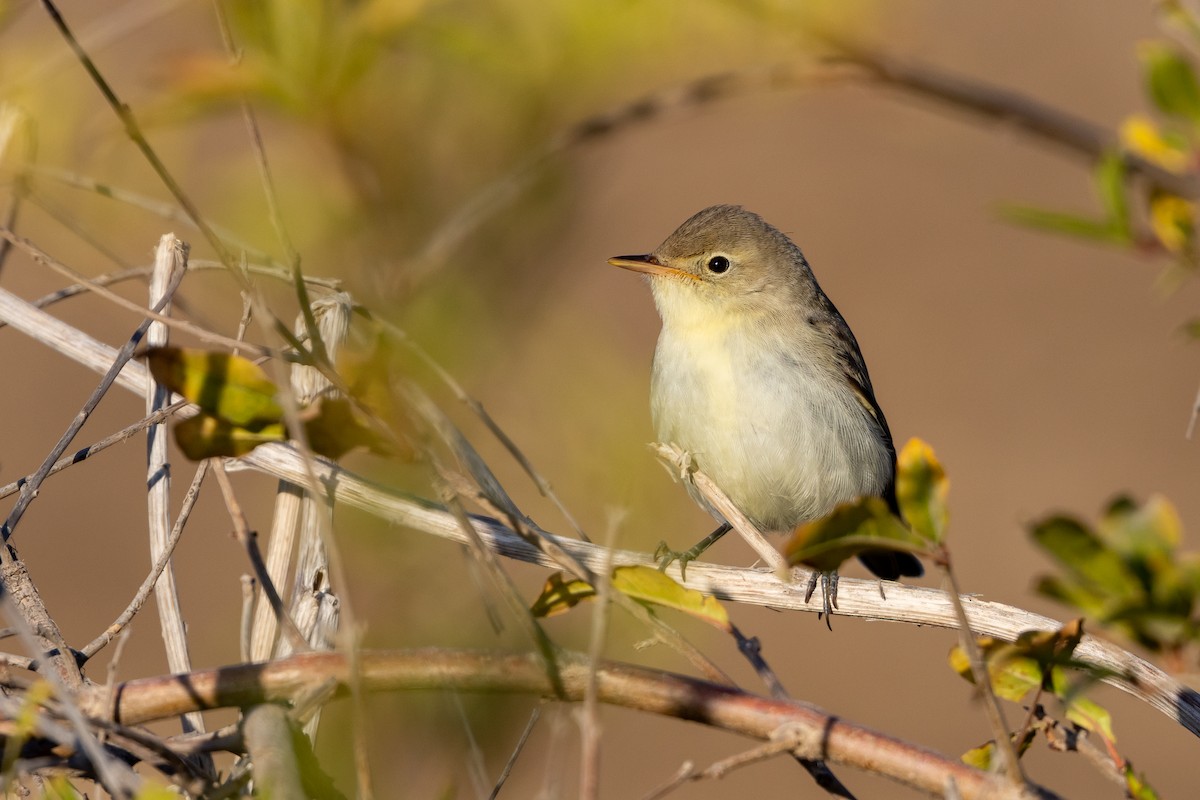 Icterine Warbler - ML642146260