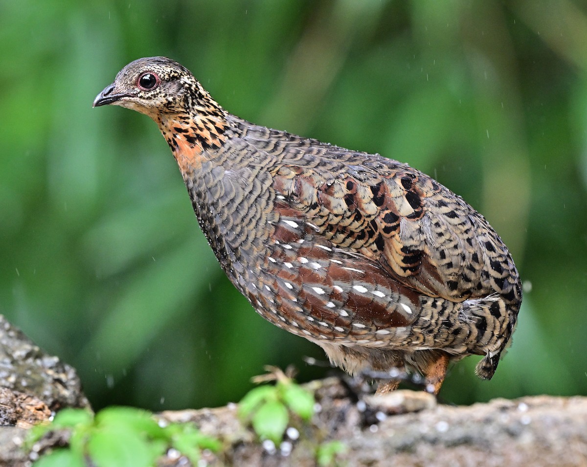 Hill Partridge - ML642146261