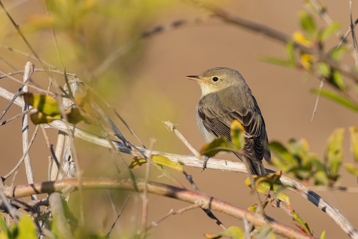 Icterine Warbler - ML642146262