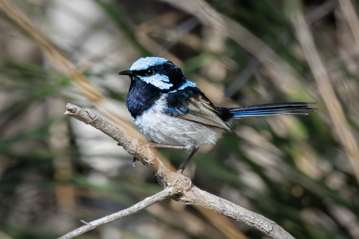Superb Fairywren - ML642146267