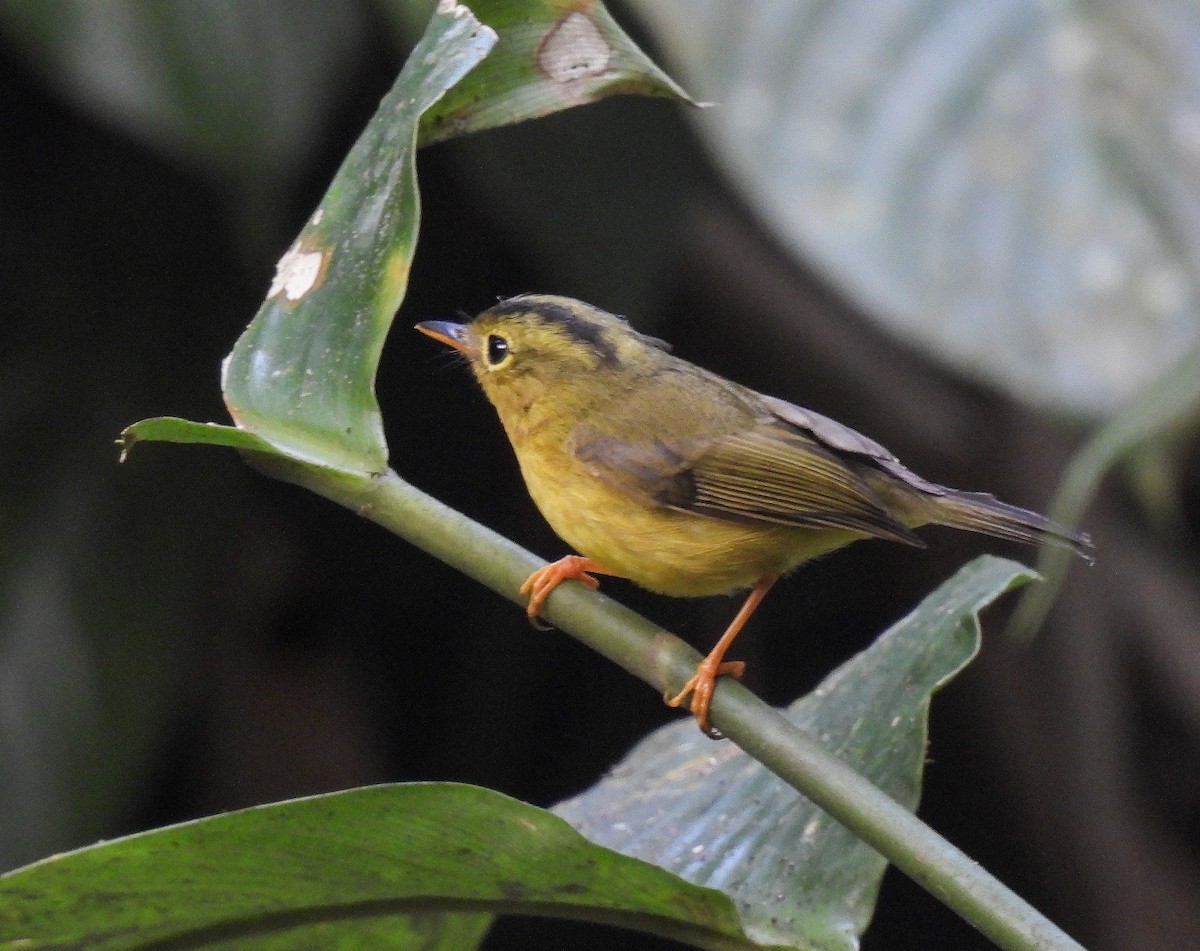 Green-crowned Warbler - ML642146268