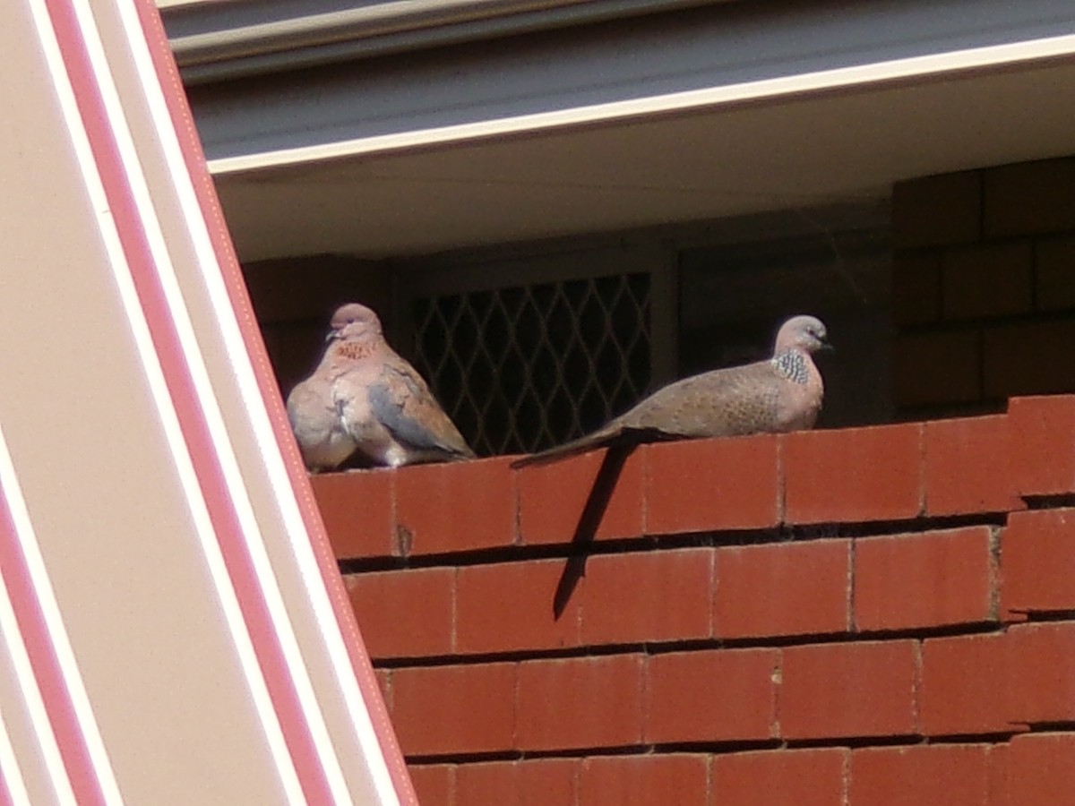 Spotted Dove - ML642146273