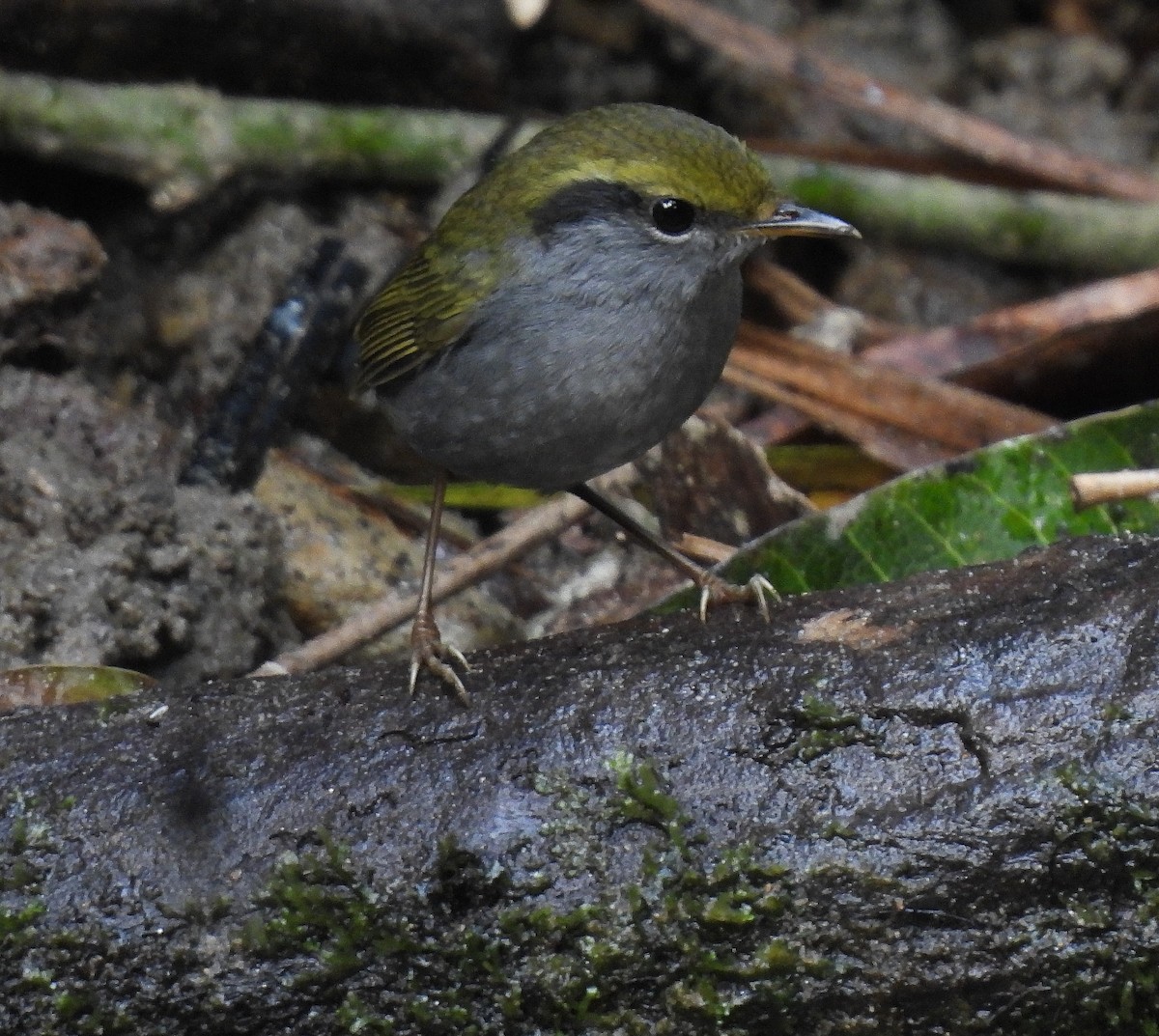 Gray-bellied Tesia - ML642146274