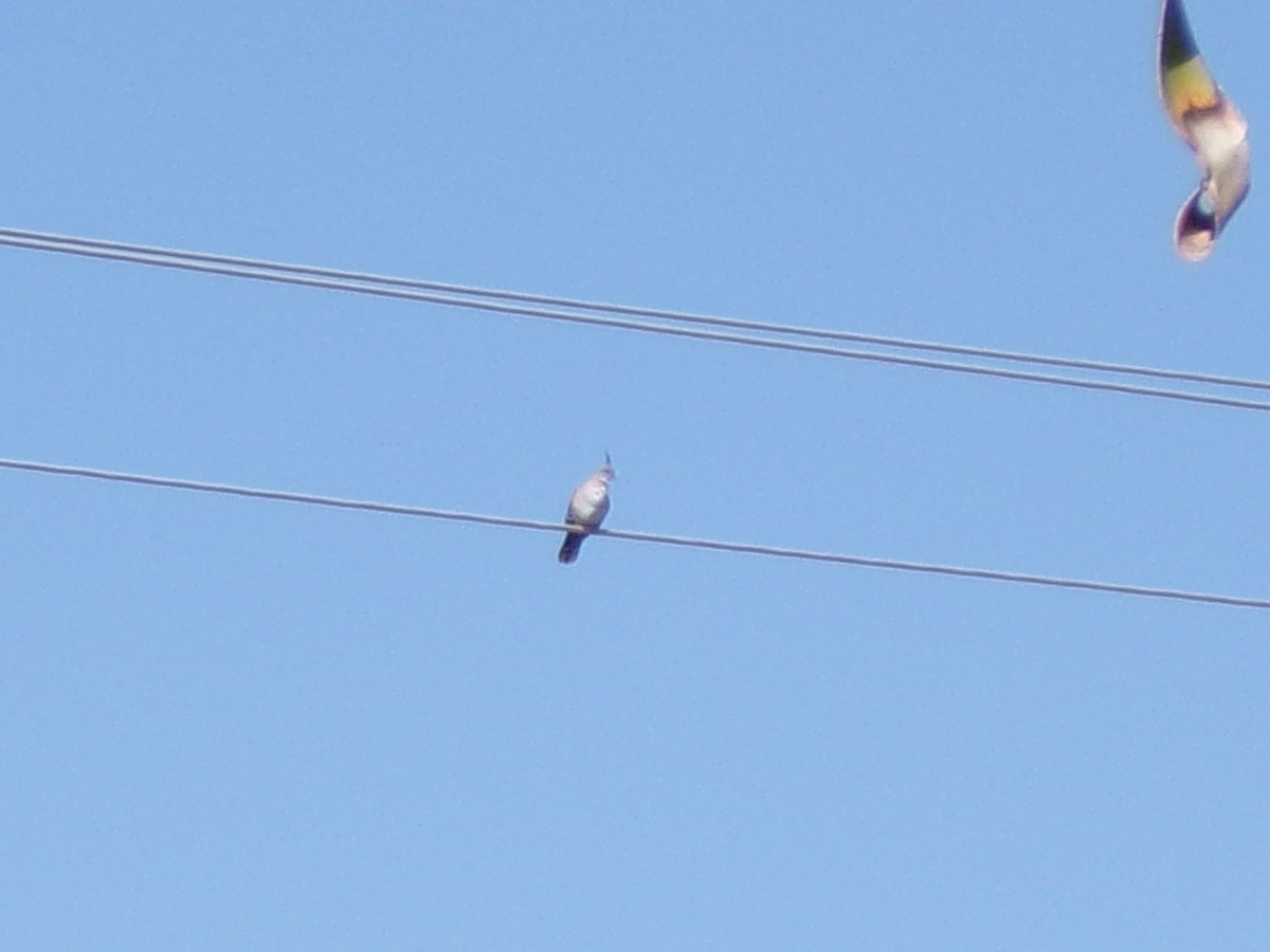 Crested Pigeon - ML642146275