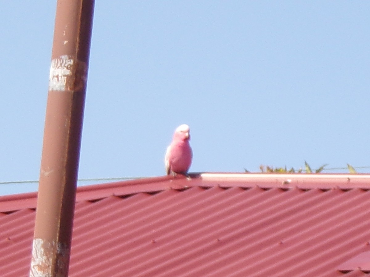 Galah - ML642146279