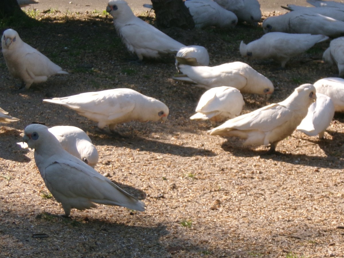 Little Corella - ML642146280