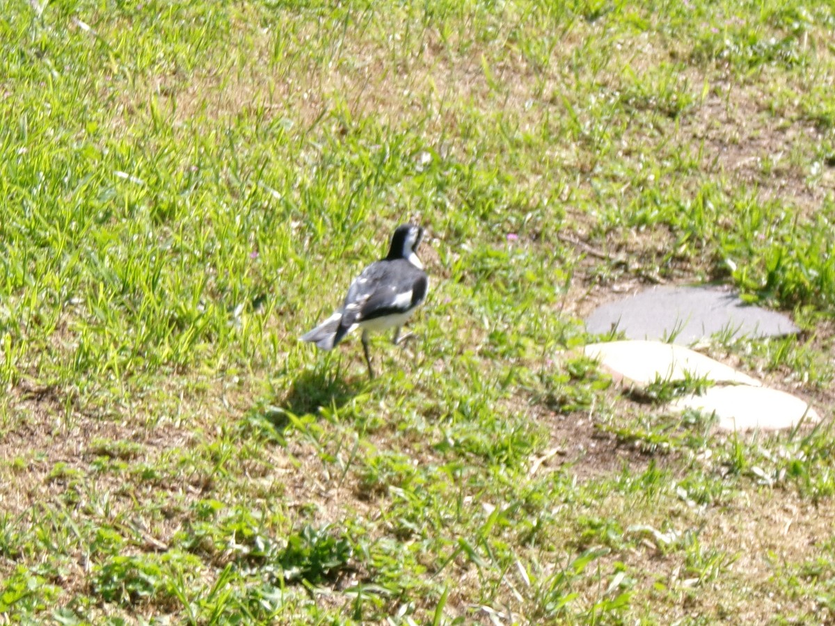 Magpie-lark - ML642146284