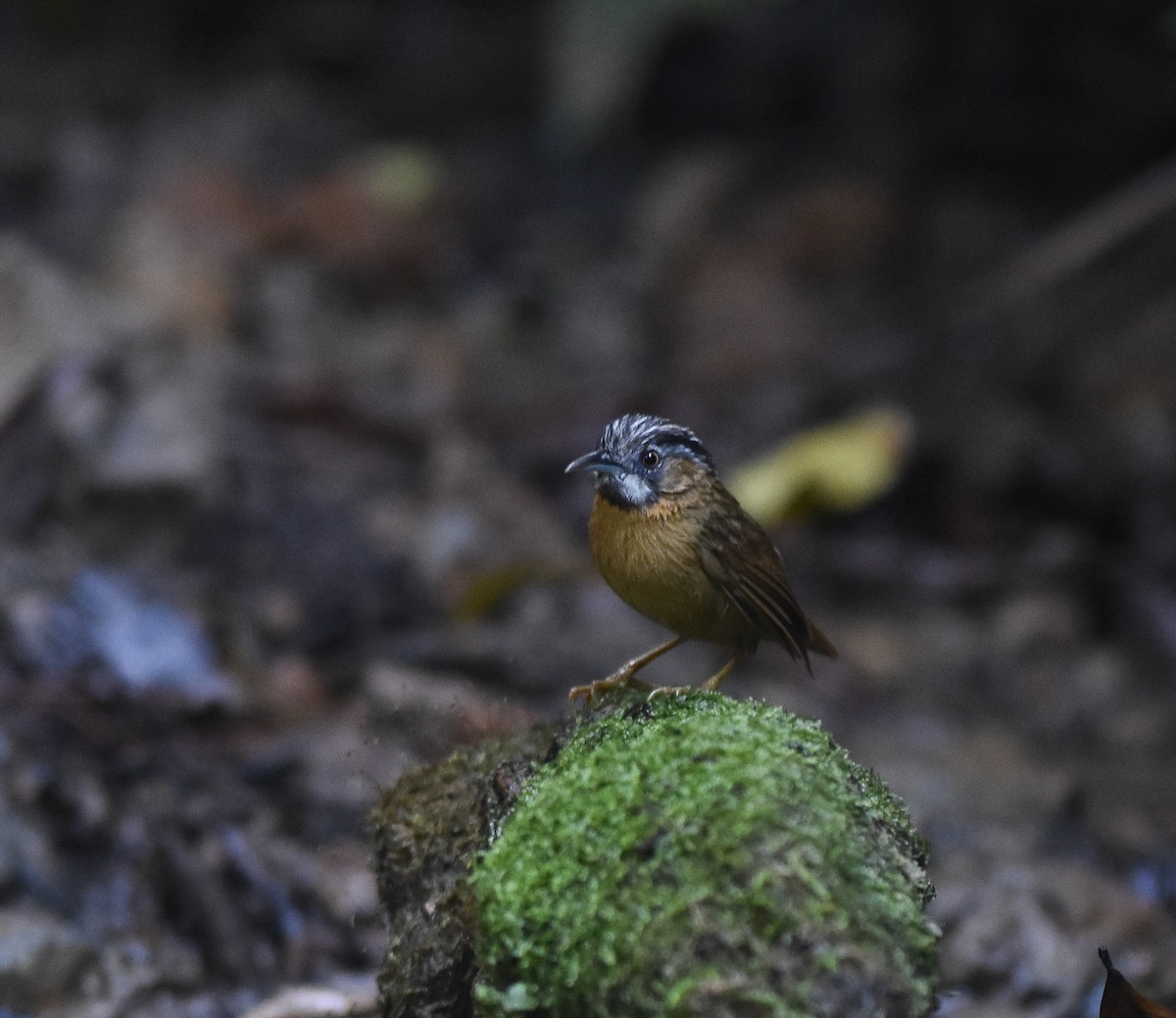 Gray-throated Babbler - ML642146288