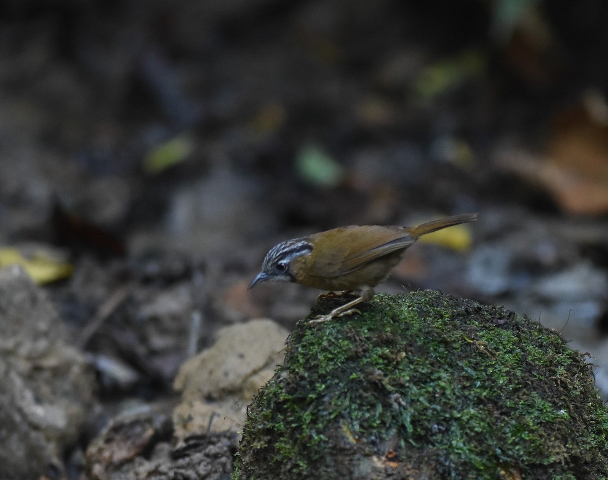 Gray-throated Babbler - ML642146289