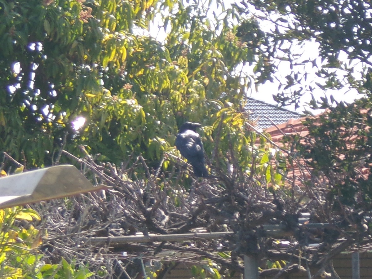 Australian Raven - ML642146290
