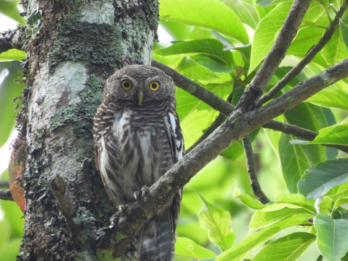Asian Barred Owlet - ML642146301