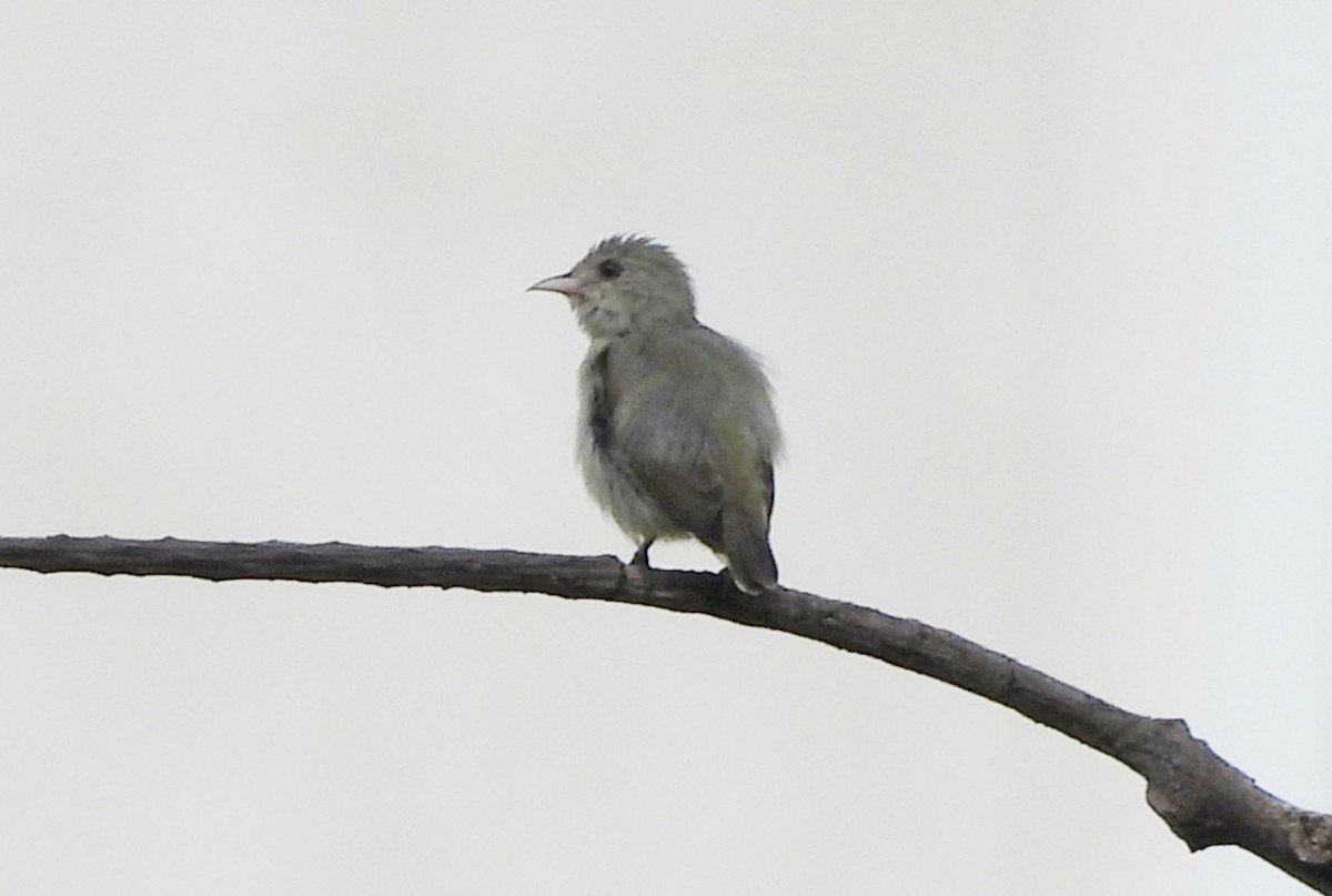 Pale-billed Flowerpecker - ML642146315
