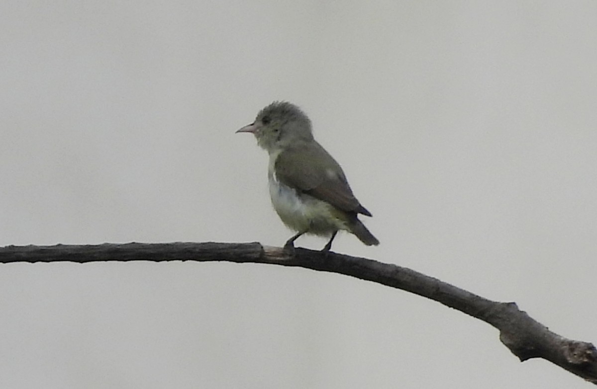 Pale-billed Flowerpecker - ML642146316