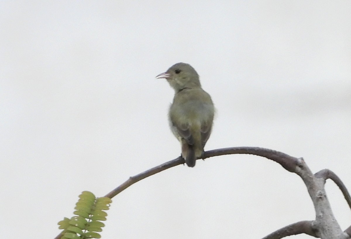 Pale-billed Flowerpecker - ML642146317