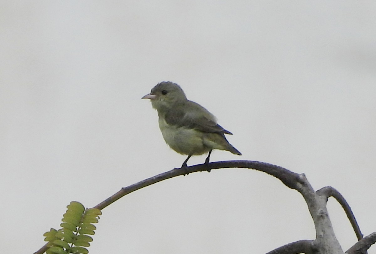 Pale-billed Flowerpecker - ML642146318