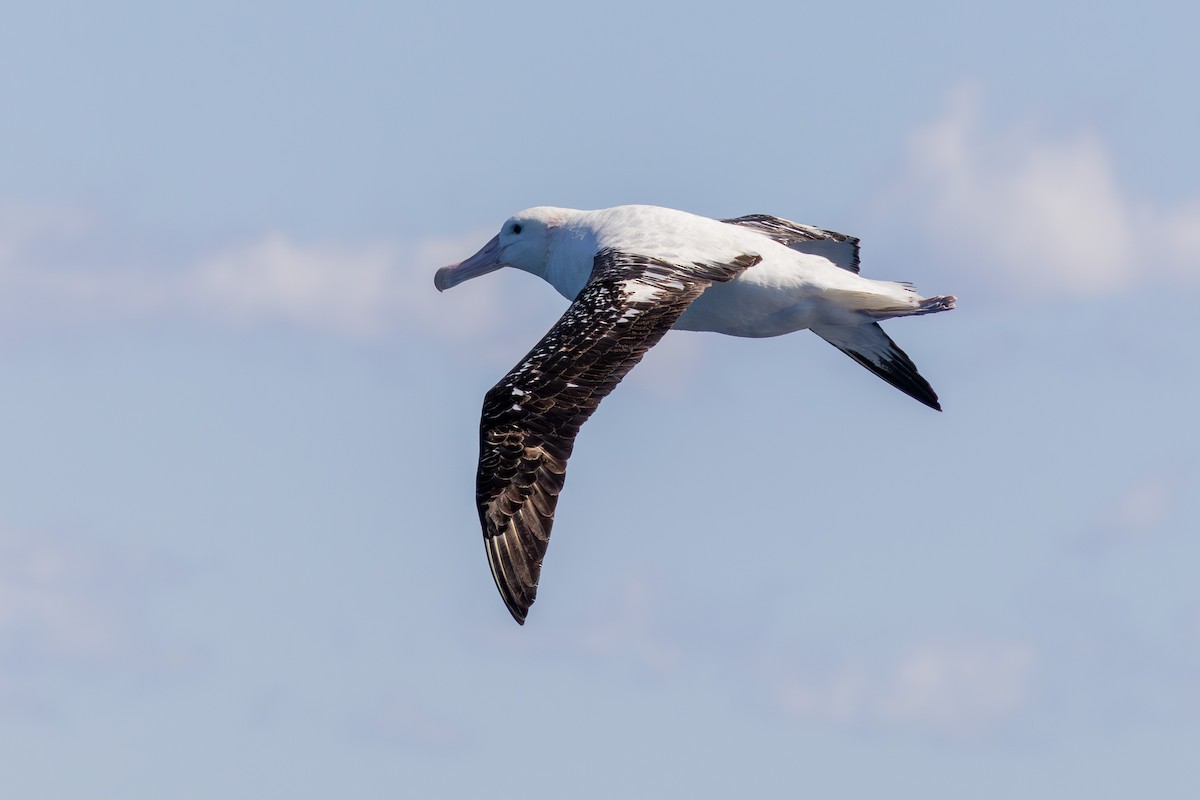 Antipodean Albatross (gibsoni) - ML642146321