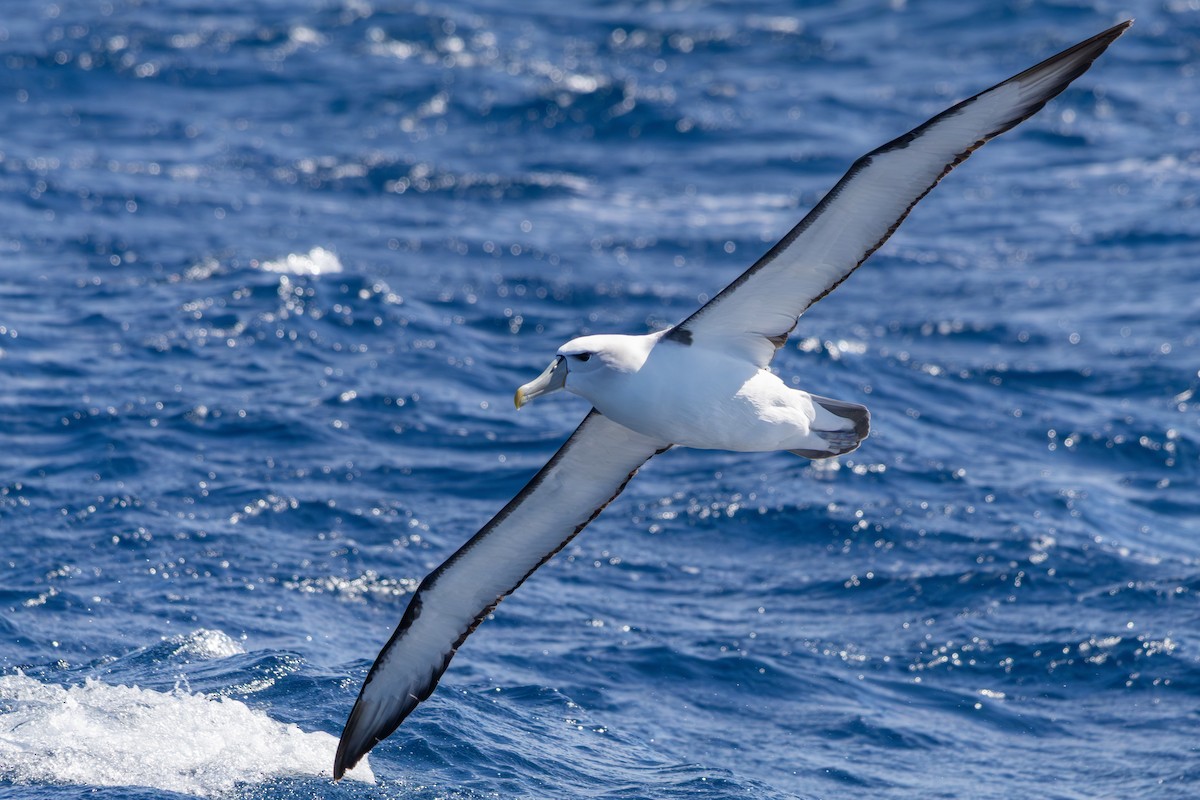 Albatros Cauto - ML642146327