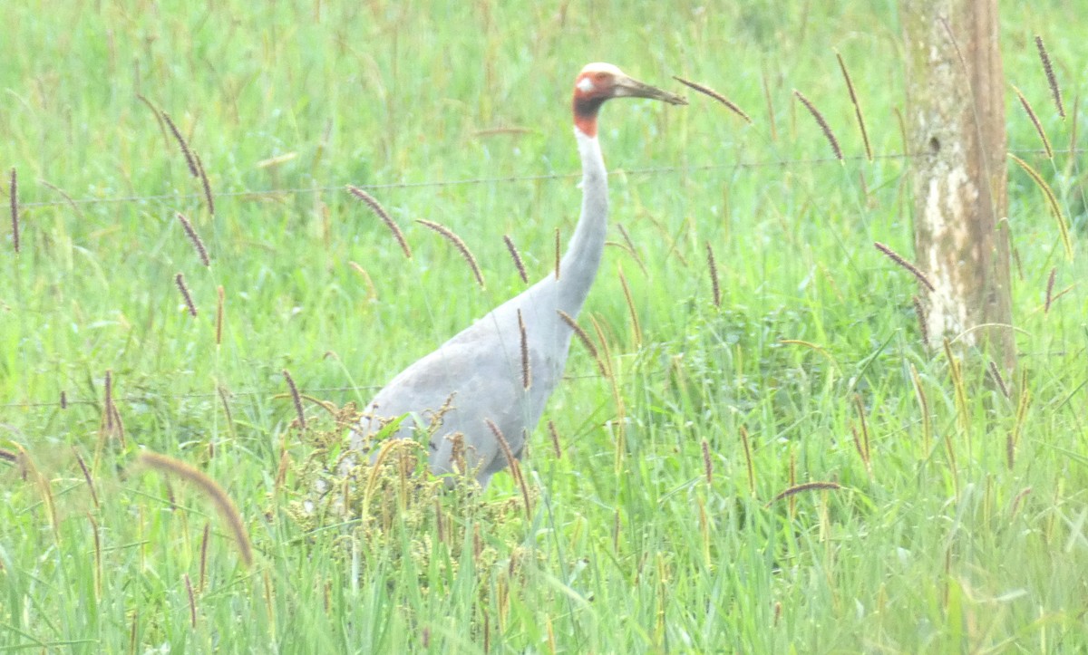 Grulla Sarus - ML642146330