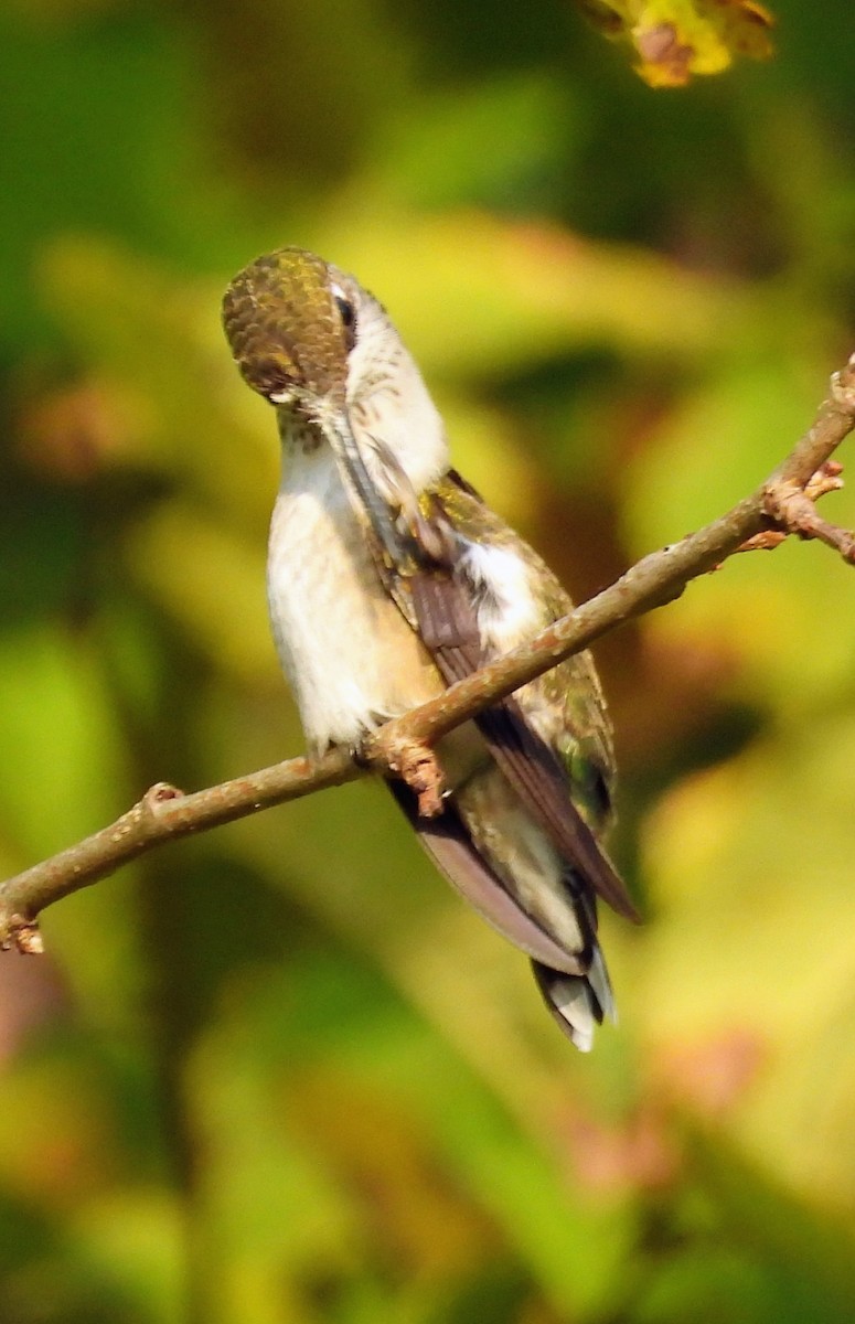 Colibrí Gorjirrubí - ML642146334