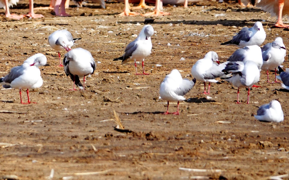 Gaviota Cabecigrís - ML642146338