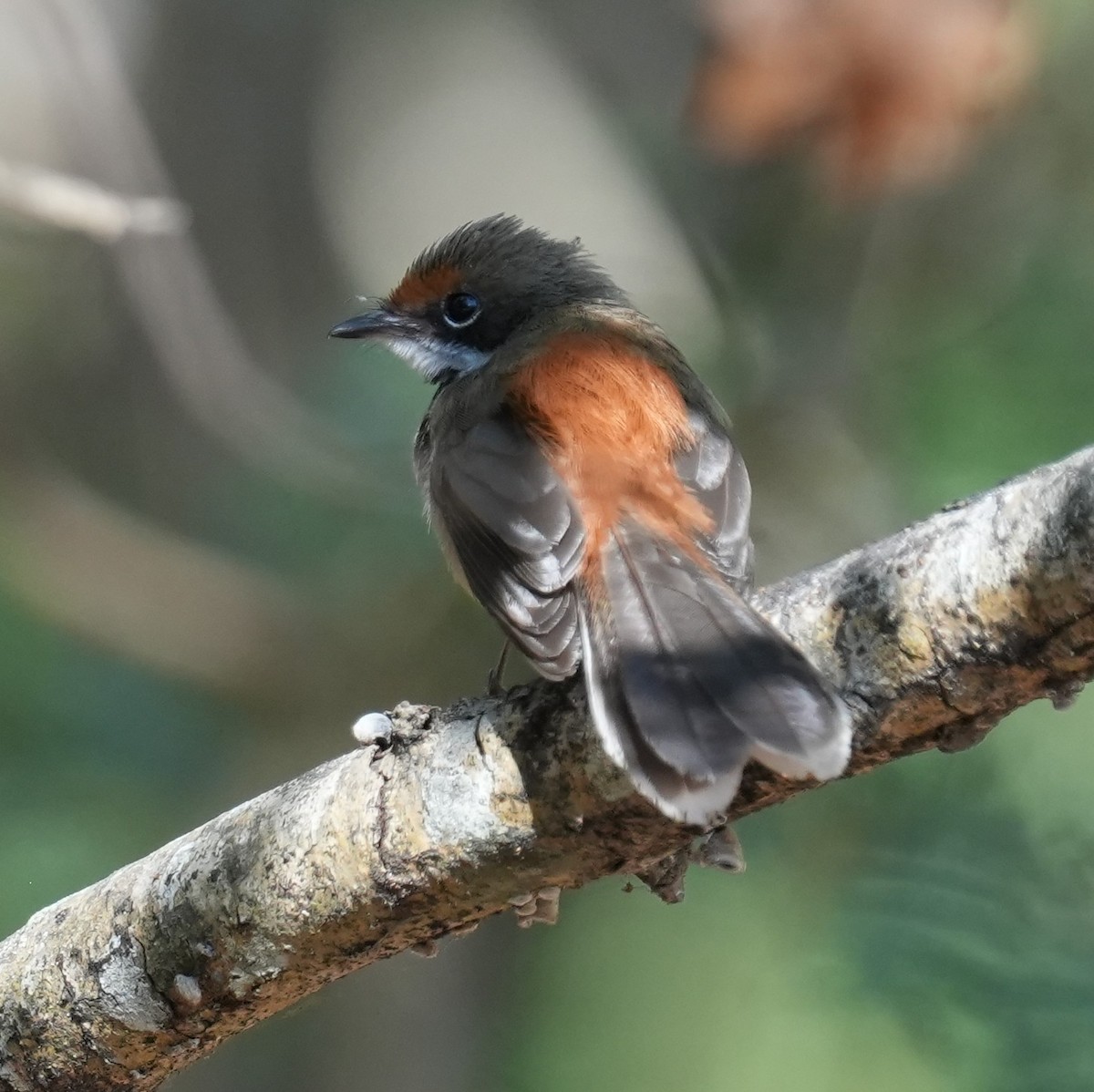 Arafura Fantail - ML642146353