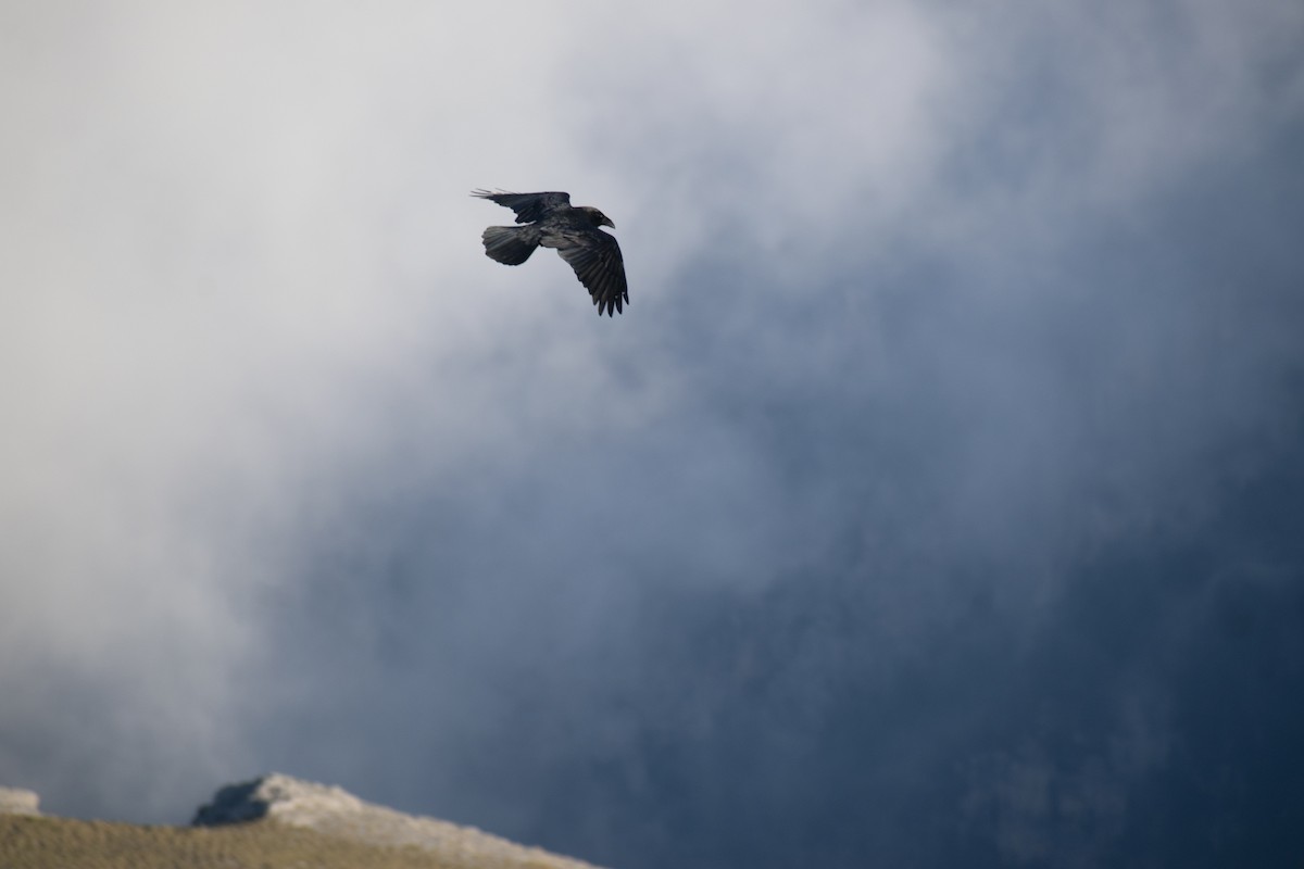 Common Raven - ML642146357