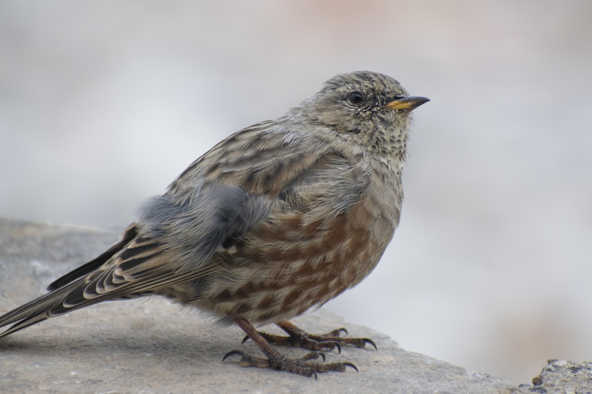 Alpine Accentor - ML642146359
