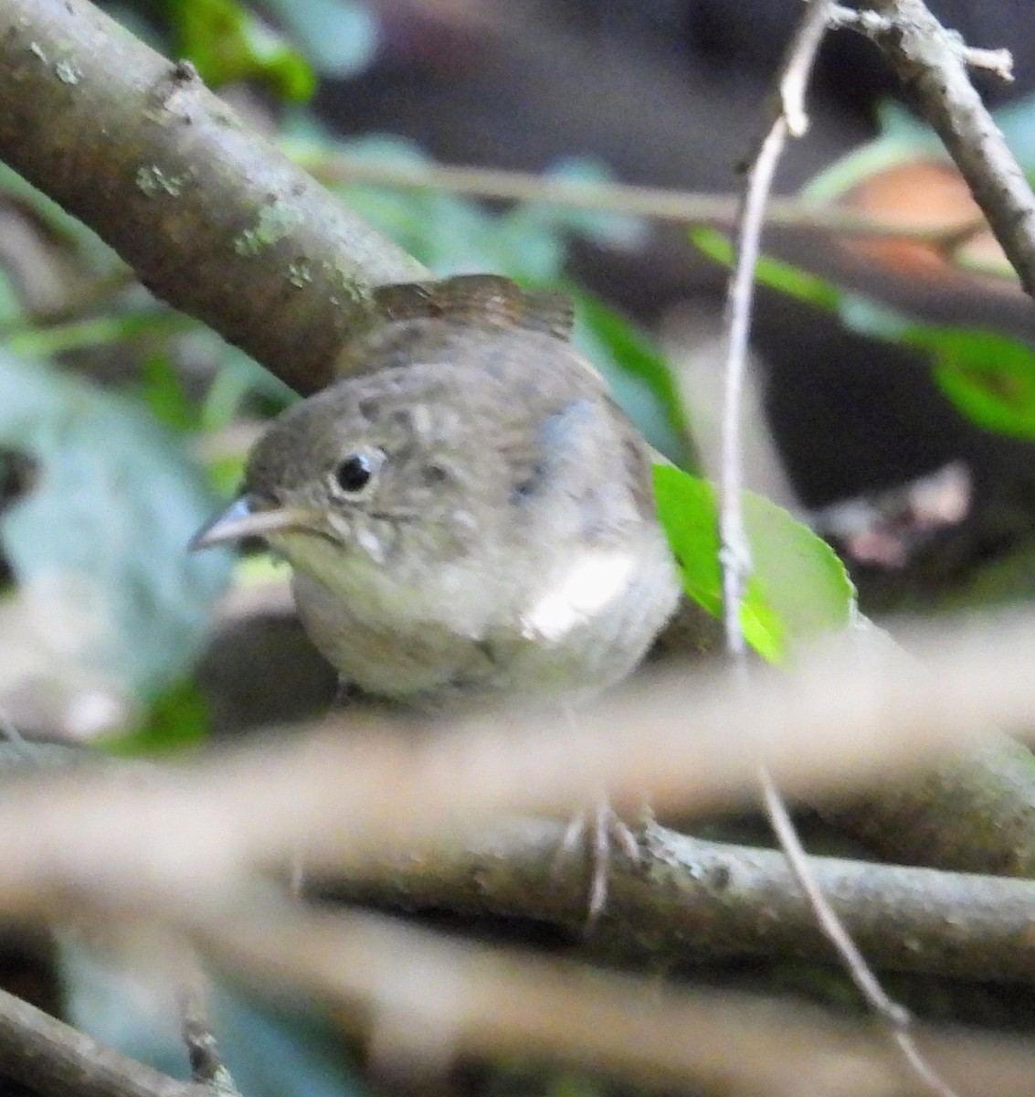 Northern House Wren - ML642146364