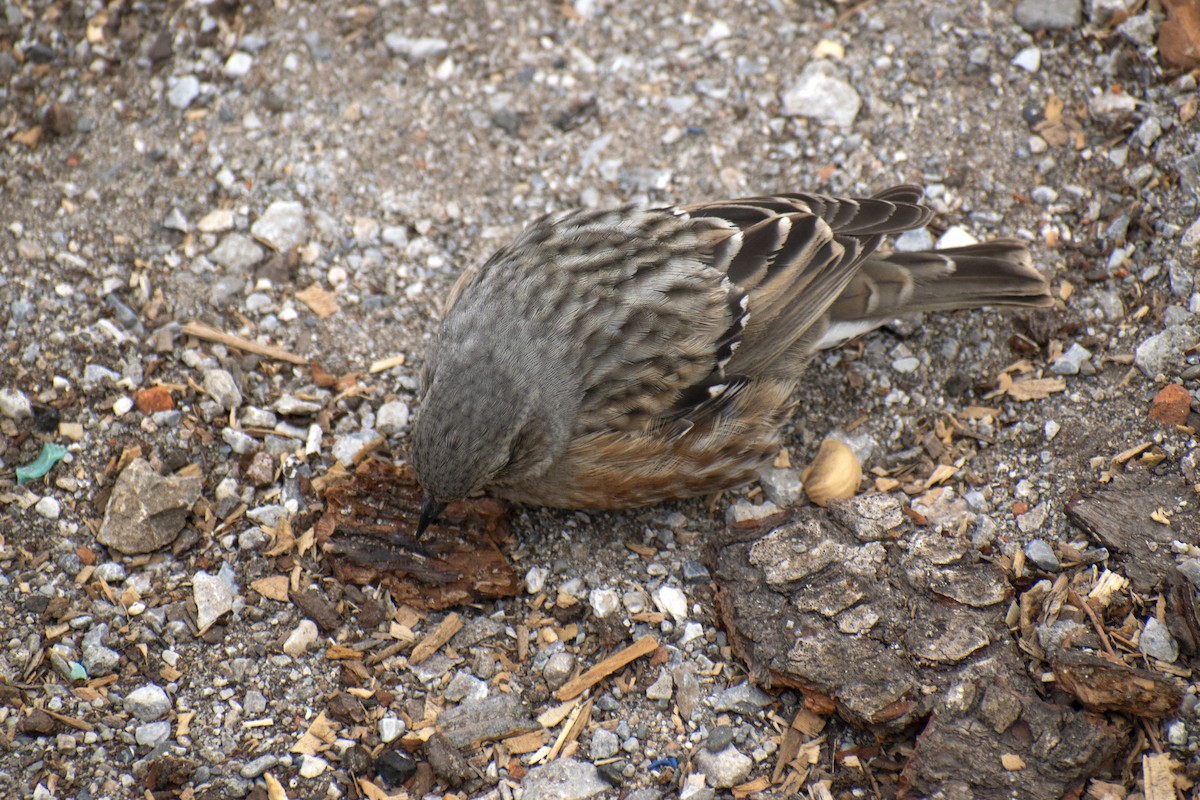 Alpine Accentor - ML642146366