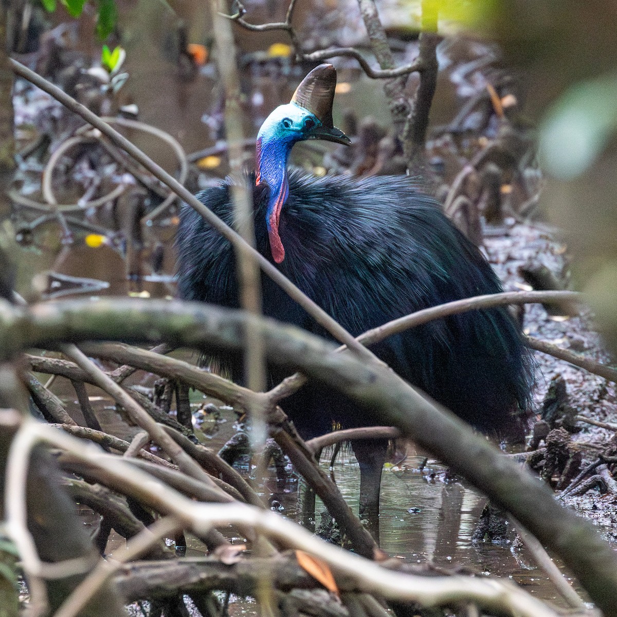 Southern Cassowary - ML642146371