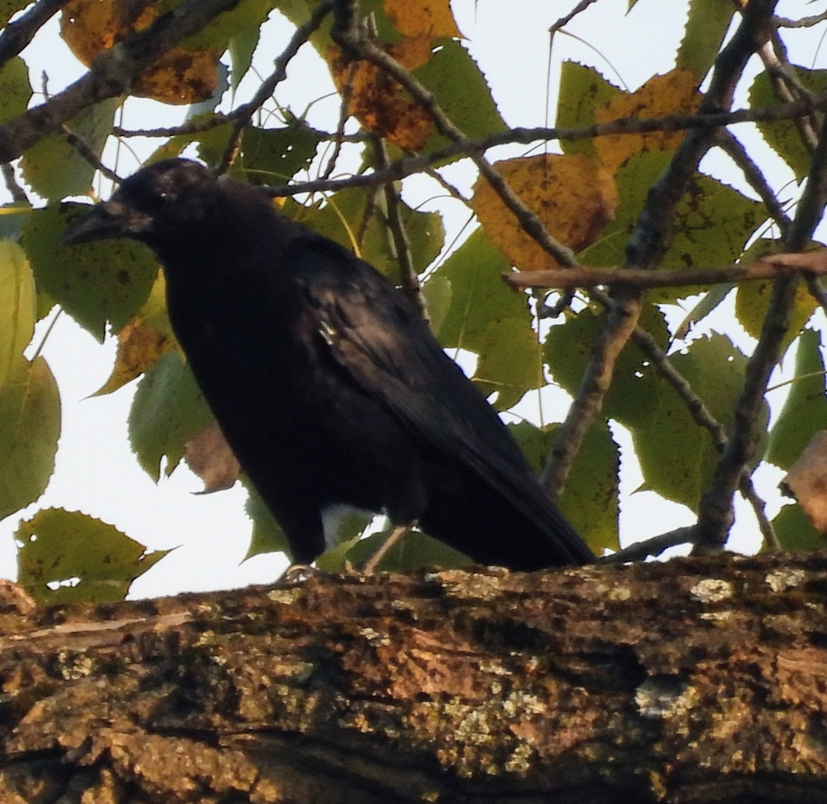 American Crow - ML642146374