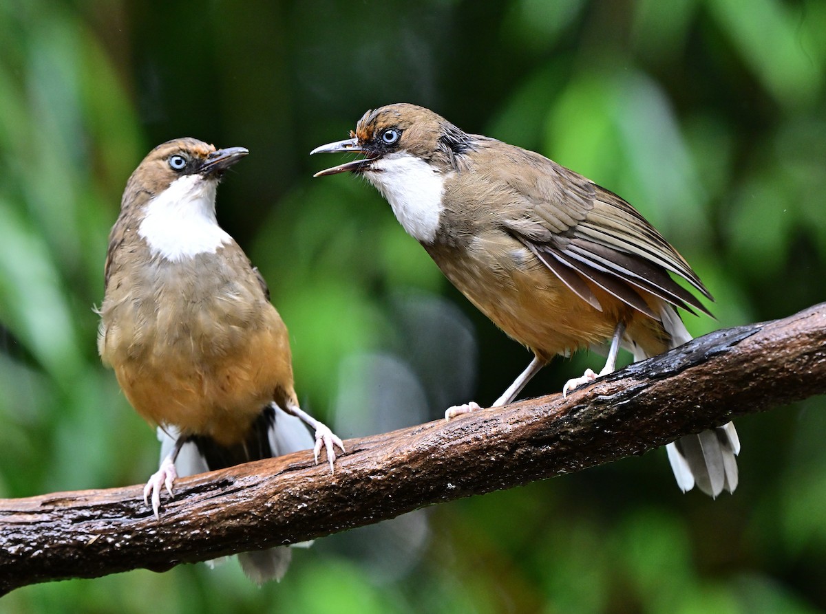 White-throated Laughingthrush - ML642146376