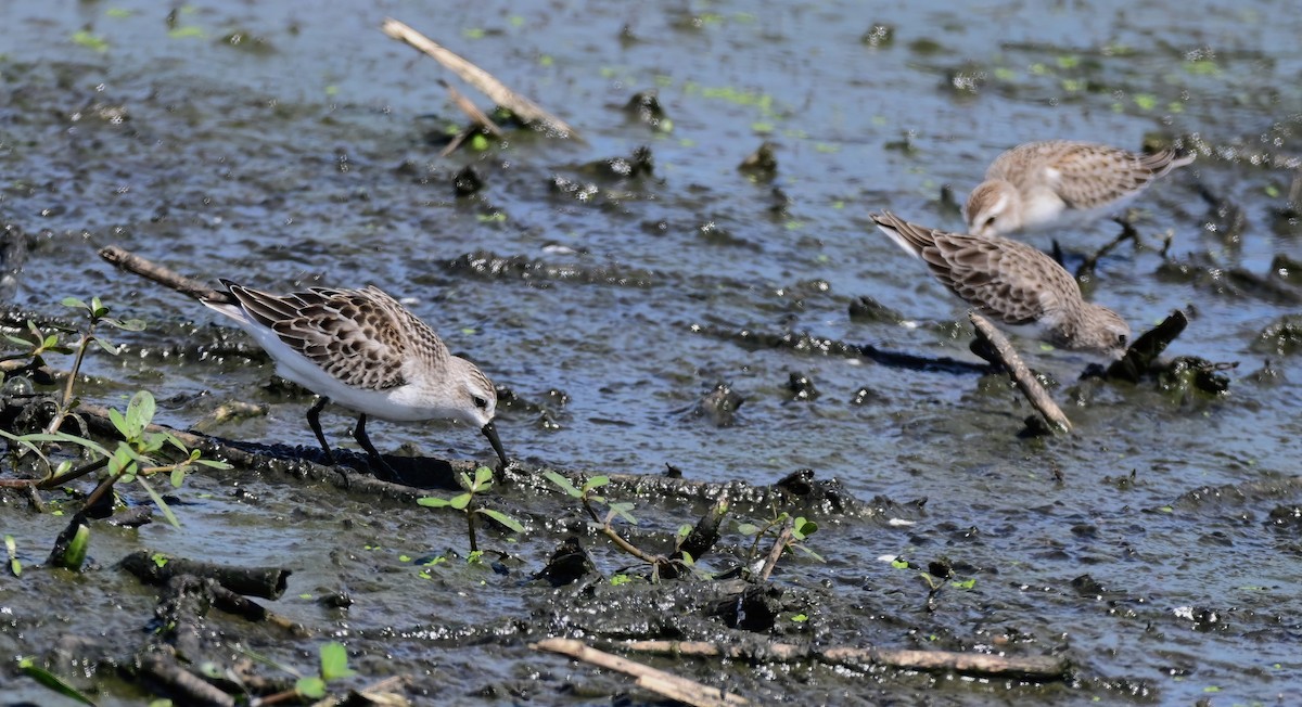 Semipalmated Sandpiper - ML642146381